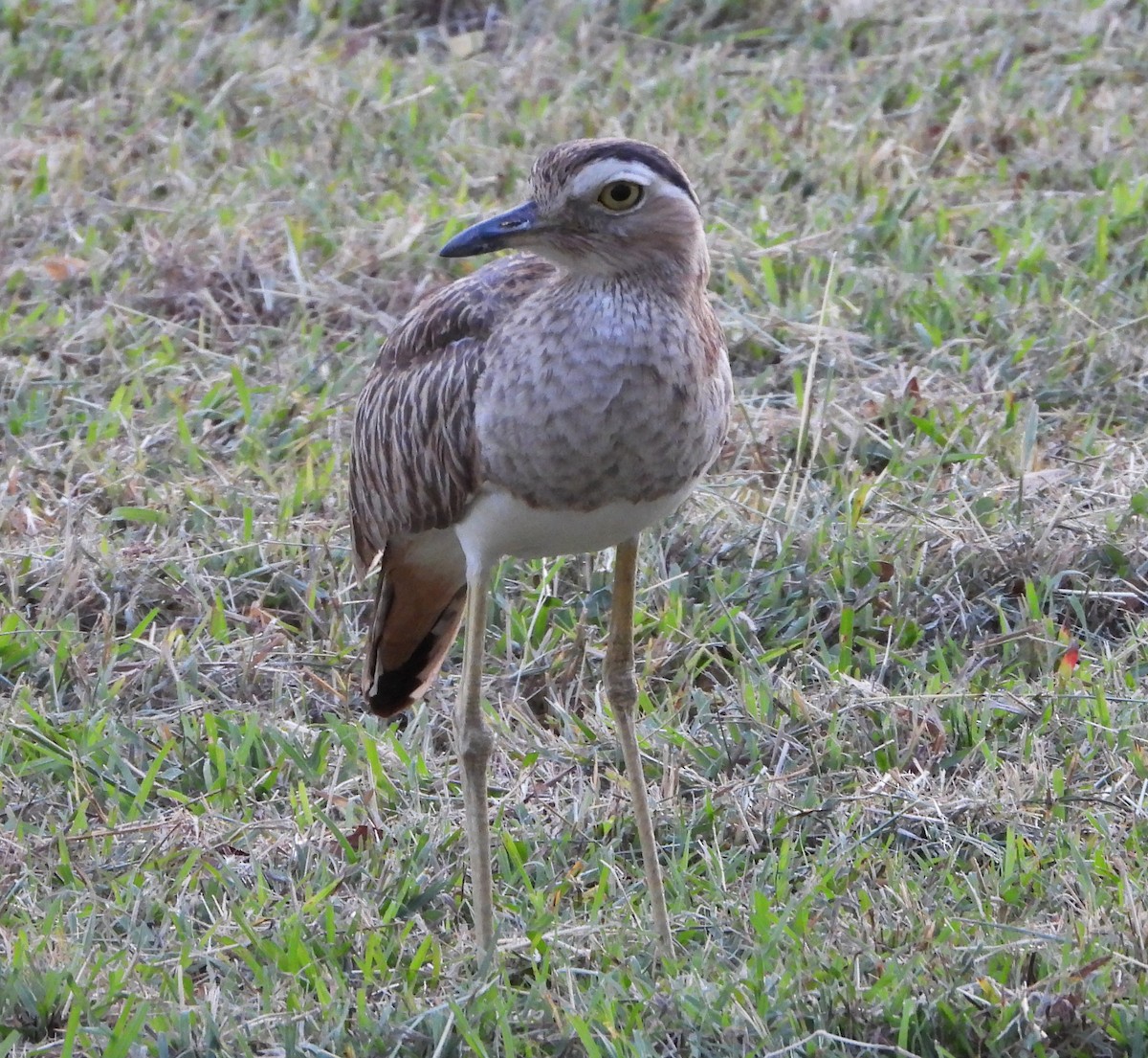 Double-striped Thick-knee - ML616744525