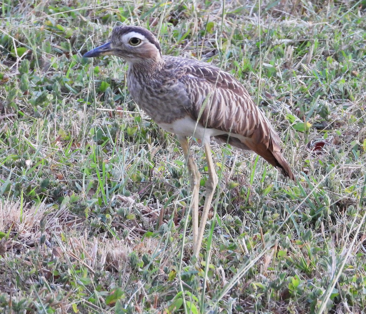 Double-striped Thick-knee - ML616744526