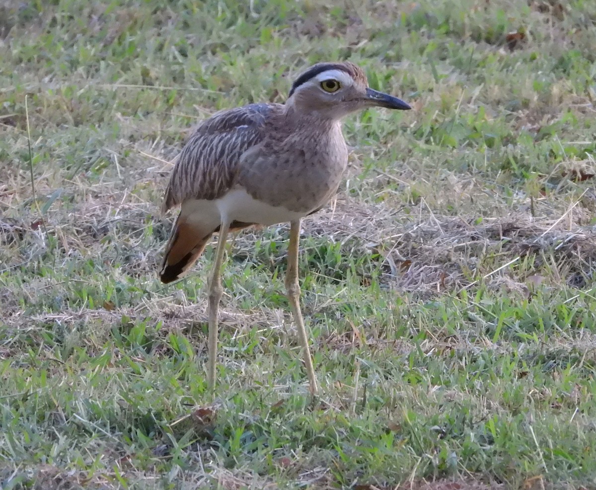 Double-striped Thick-knee - ML616744527