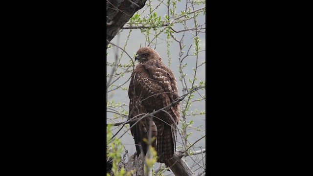 Red-tailed Hawk - ML616744710