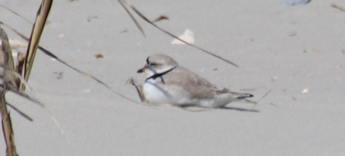 Piping Plover - ML616744713