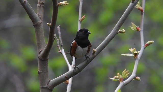 Spotted Towhee - ML616744722