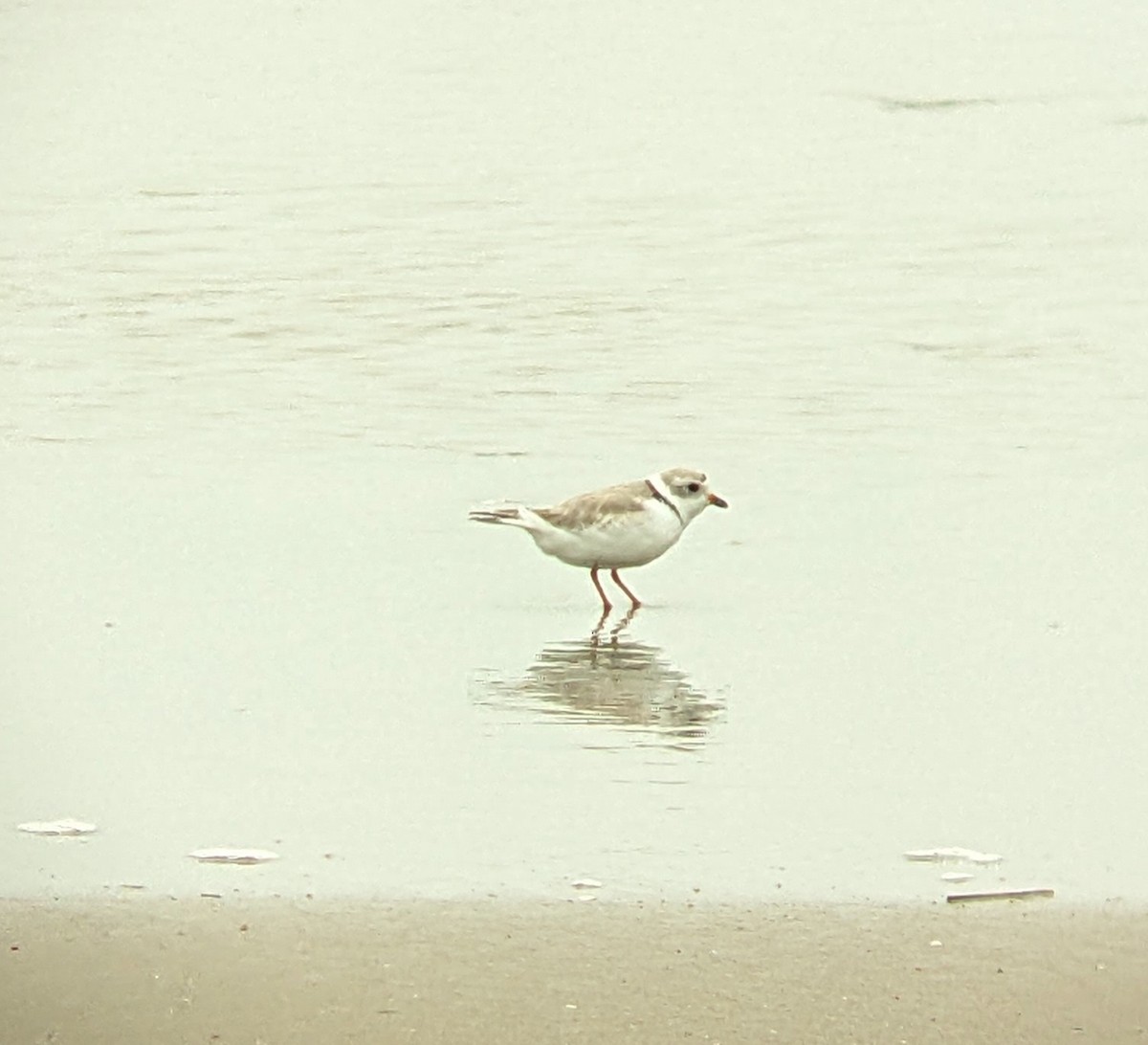 Piping Plover - ML616744848