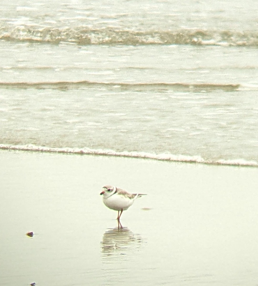 Piping Plover - ML616744849