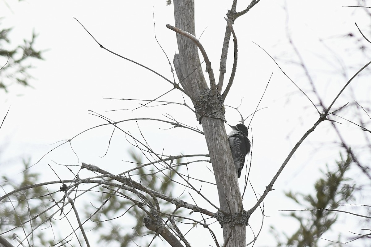 Black-backed Woodpecker - ML616744922