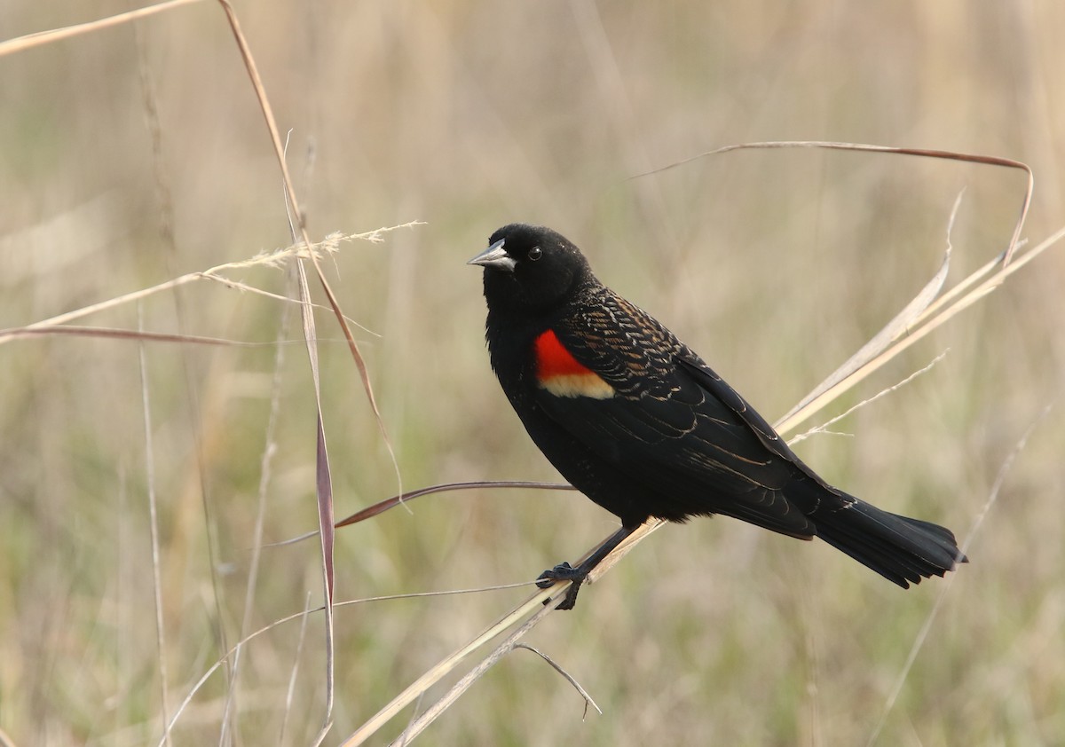 Red-winged Blackbird - Bence Kokay