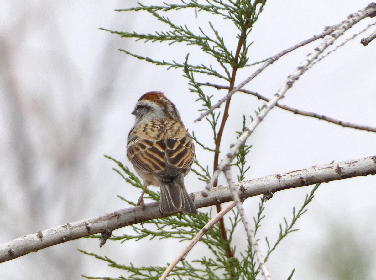 Chipping Sparrow - Judy Lazarus Yellon