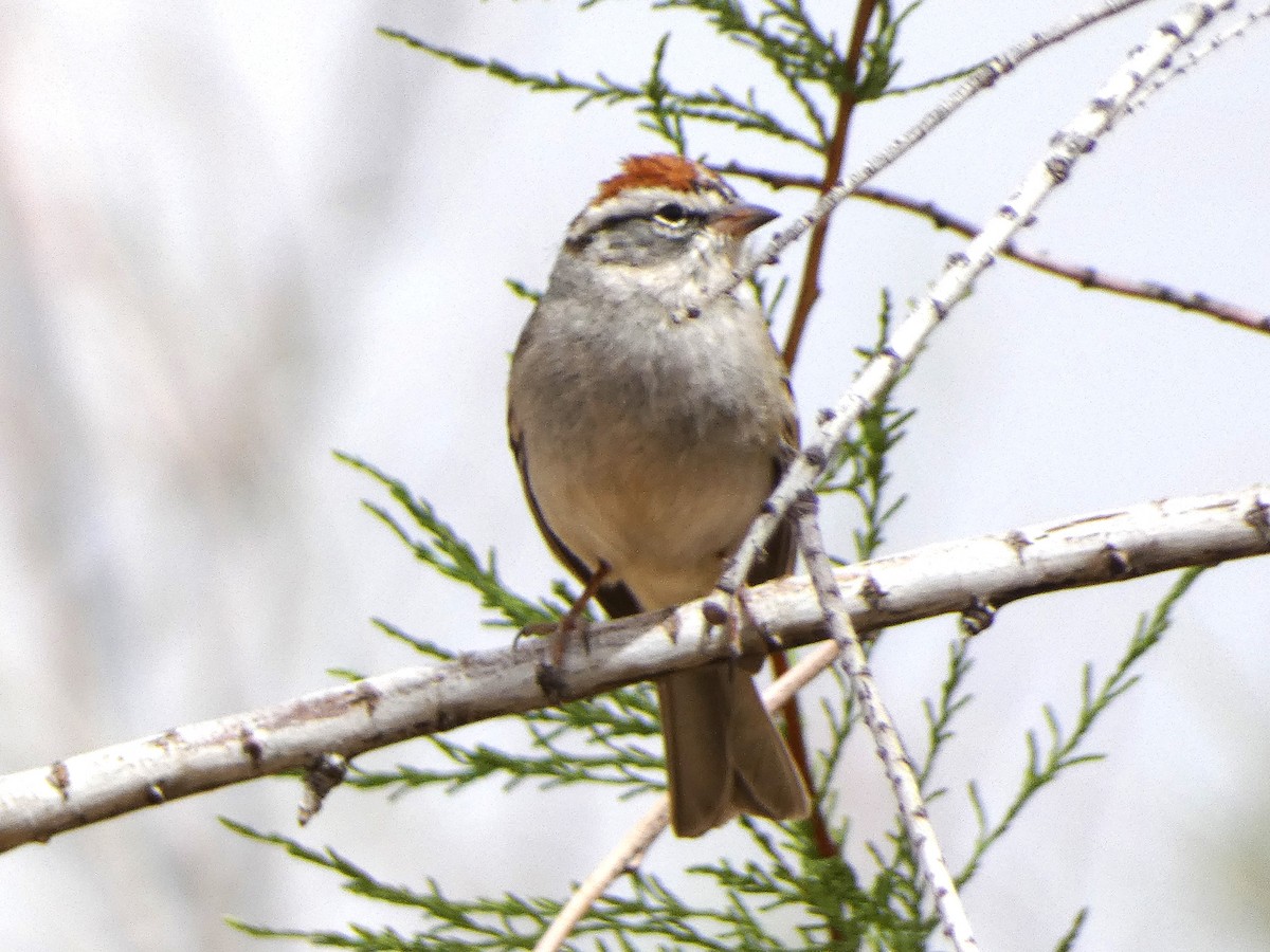 Chipping Sparrow - ML616745094