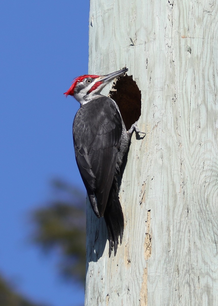 Pileated Woodpecker - ML616745132