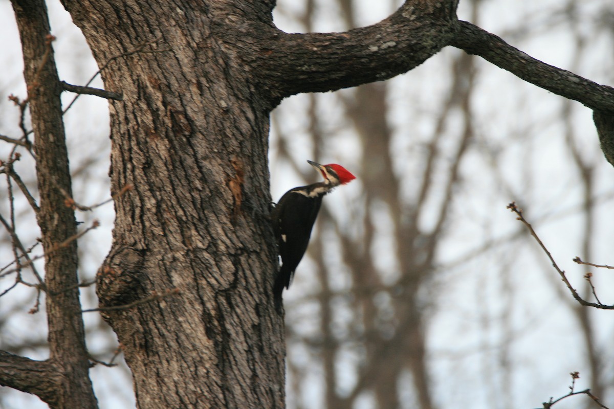 Pileated Woodpecker - ML616745238