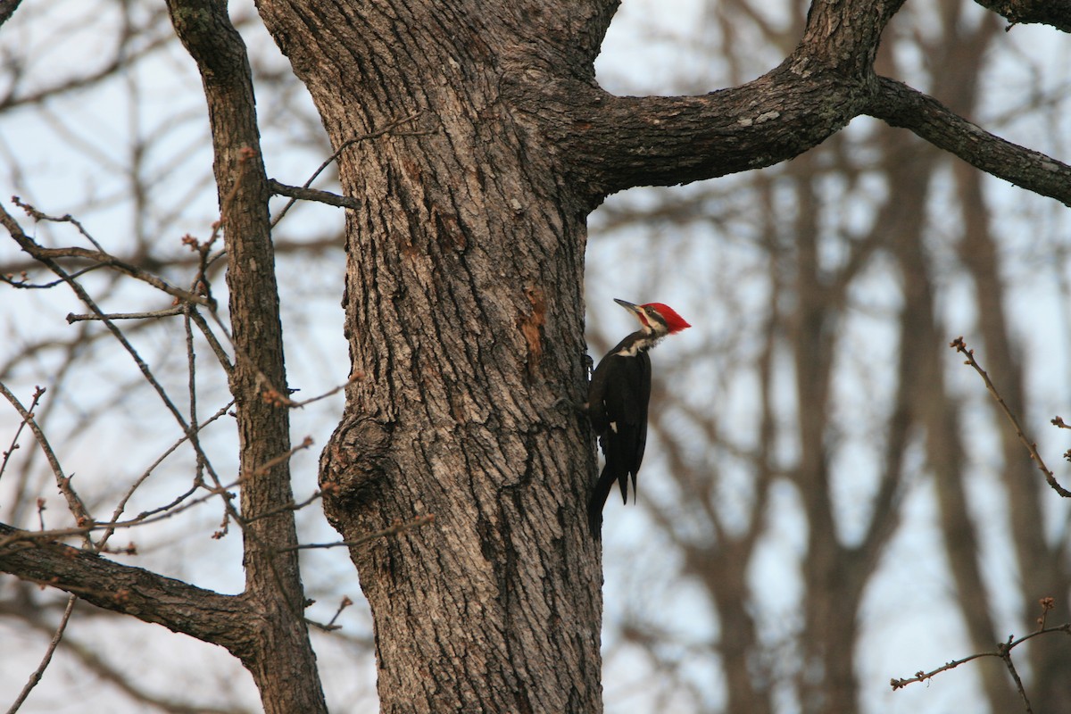 Pileated Woodpecker - ML616745240