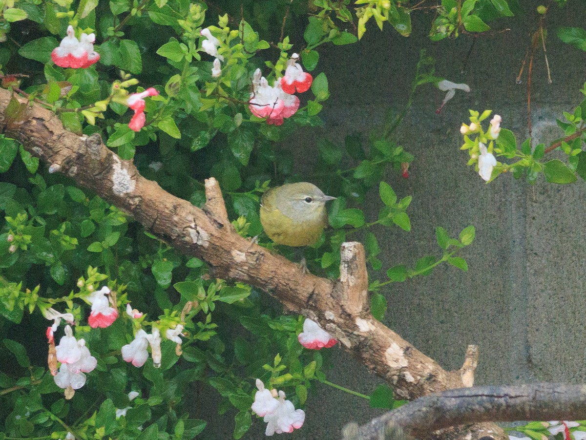 Orange-crowned Warbler (Gray-headed) - ML616745255