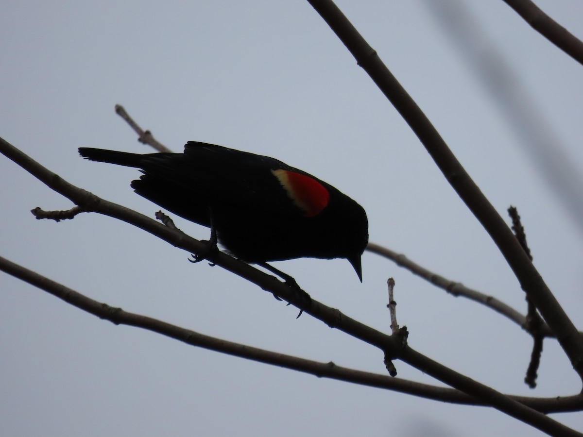 Red-winged Blackbird - ML616745405