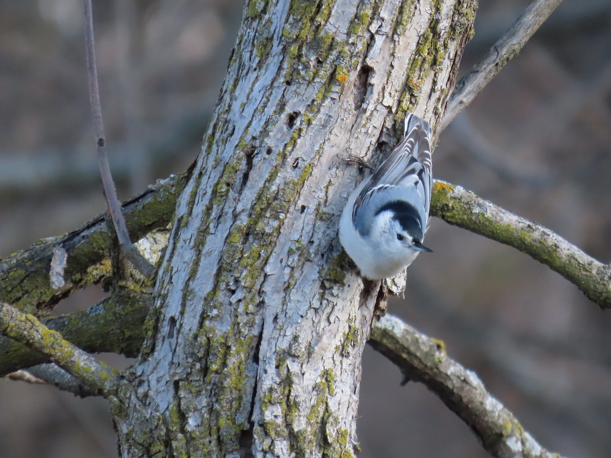 White-breasted Nuthatch - ML616745427