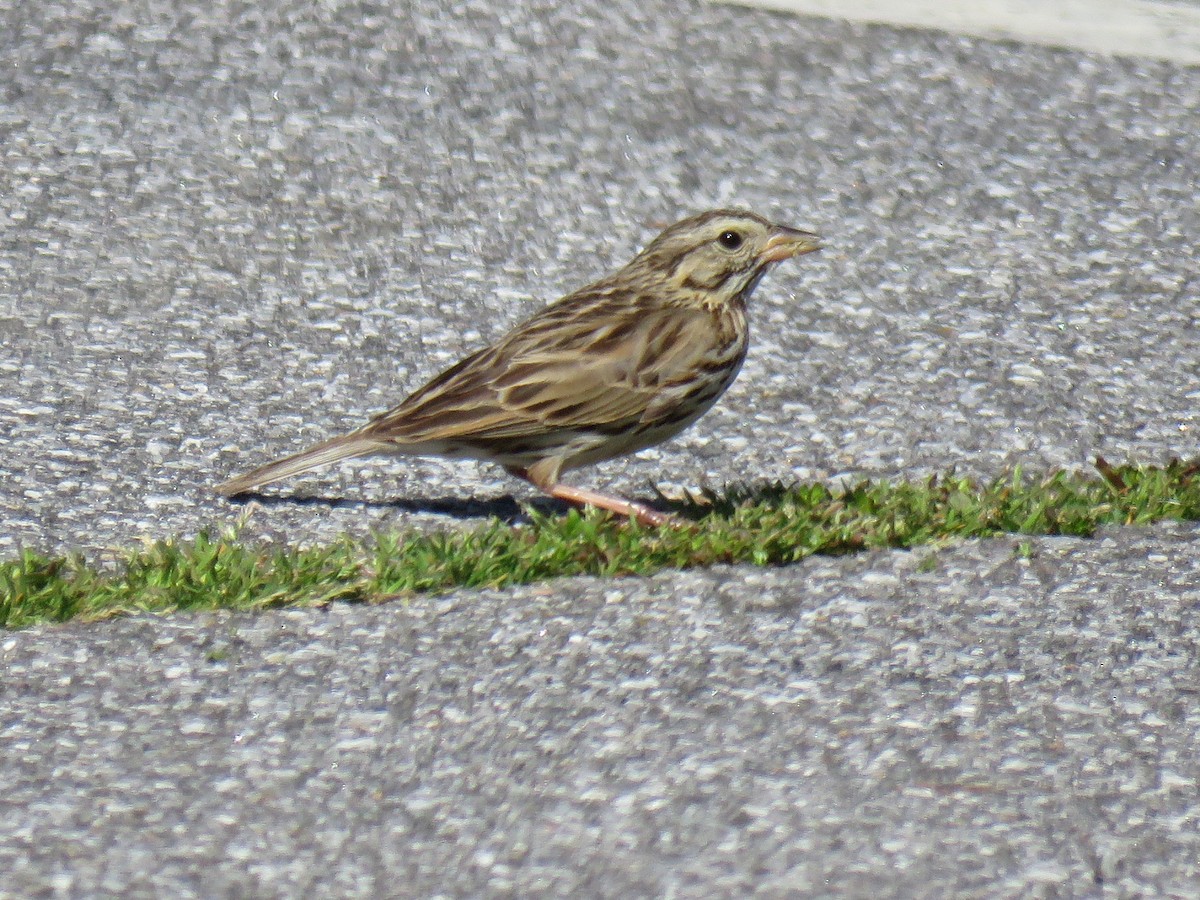 Savannah Sparrow - ML616745646