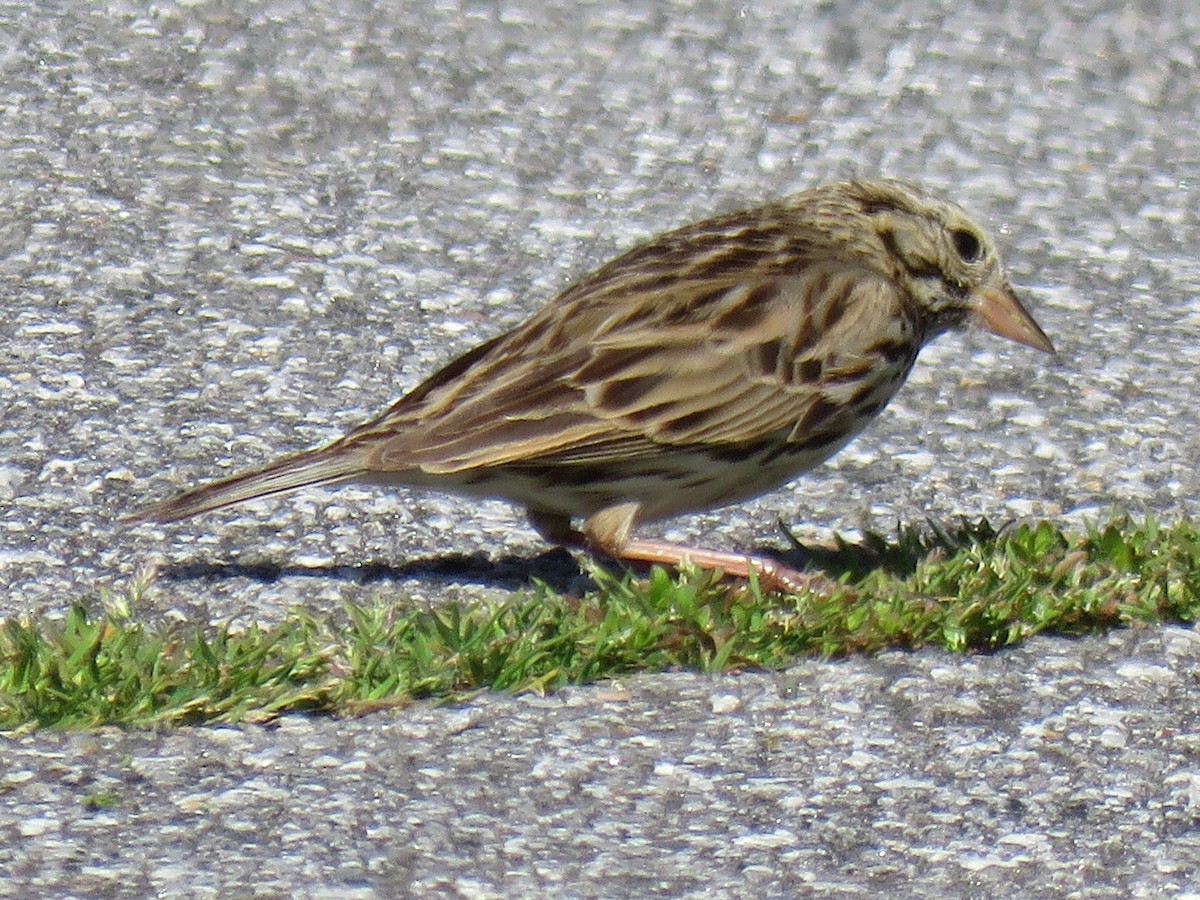 Savannah Sparrow - ML616745654