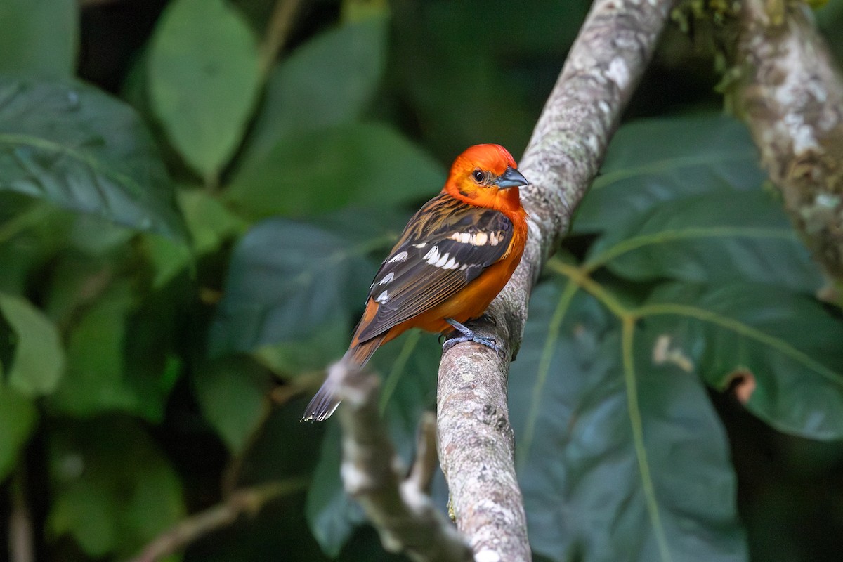 Flame-colored Tanager - ML616745656