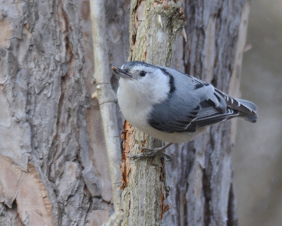 White-breasted Nuthatch - ML616745667