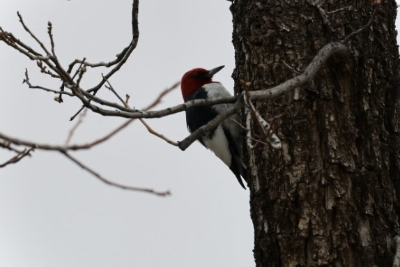Red-headed Woodpecker - ML616745985