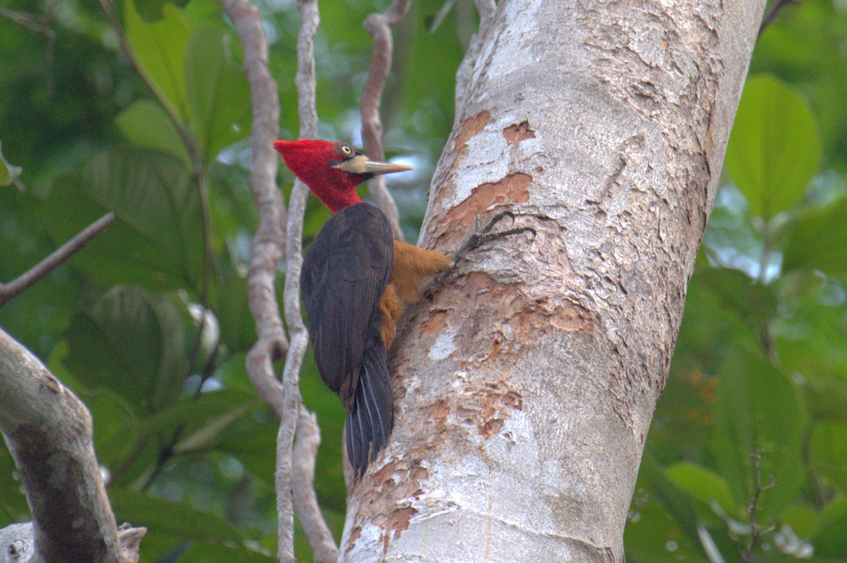 Red-necked Woodpecker - John & Linda Prentice/Gindler