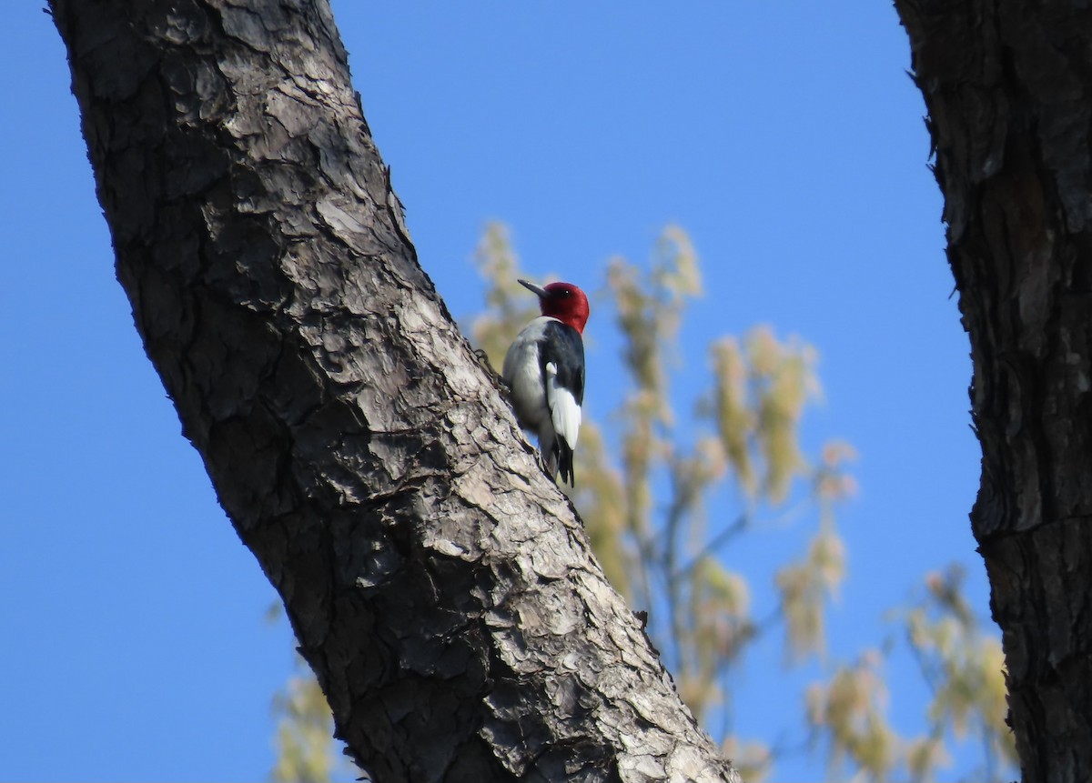 Red-headed Woodpecker - ML616746119