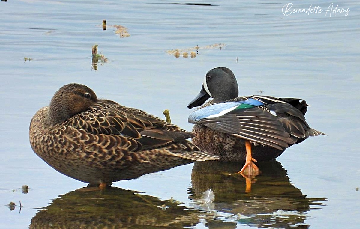 Blue-winged Teal - ML616746188