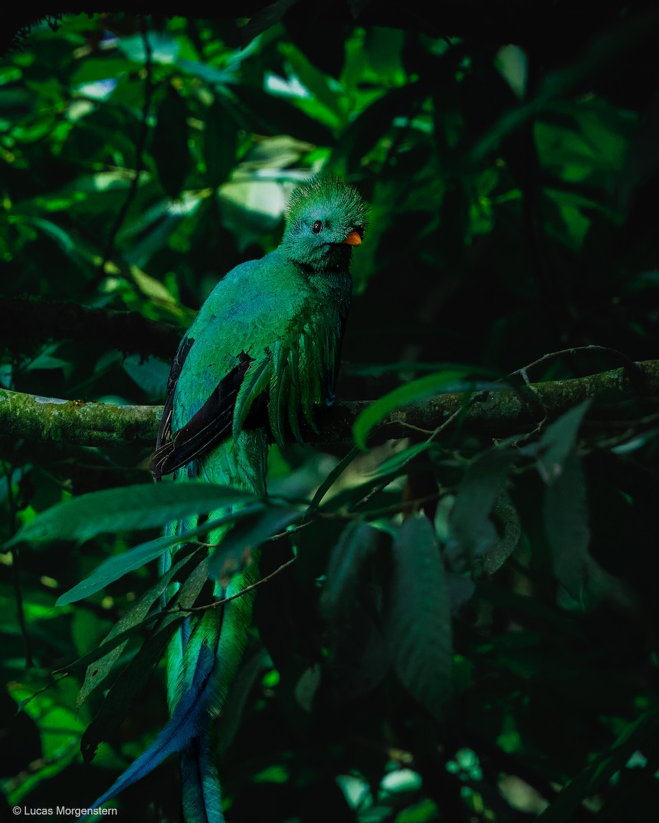Resplendent Quetzal (Guatemalan) - ML616746242