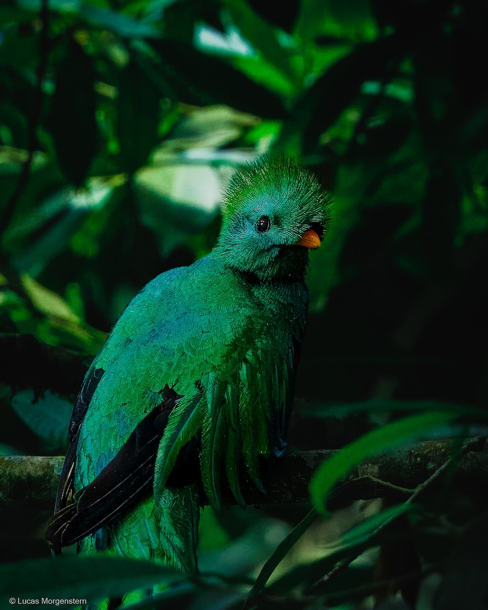 Resplendent Quetzal (Guatemalan) - ML616746243