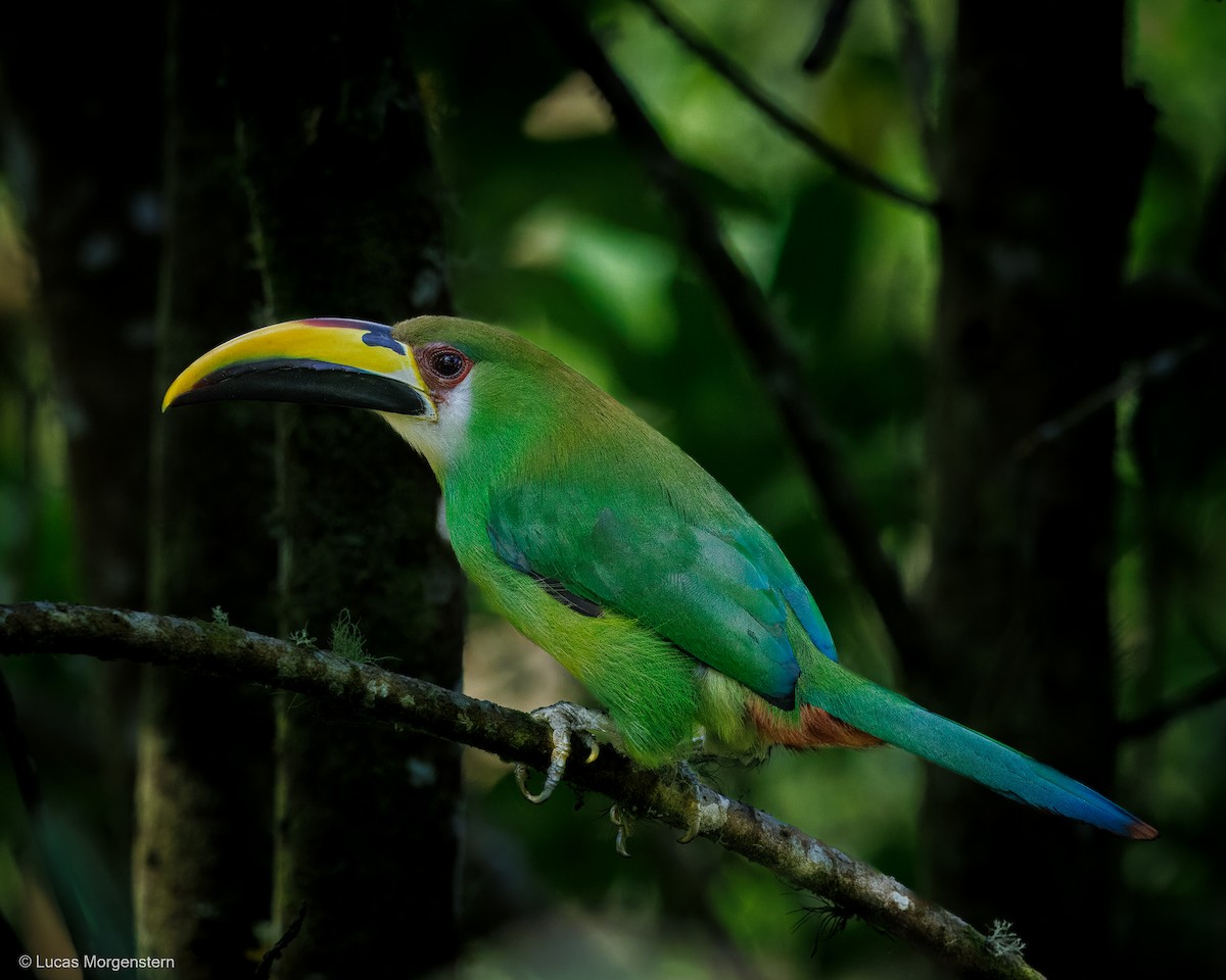 Northern Emerald-Toucanet - Lucas Morgenstern