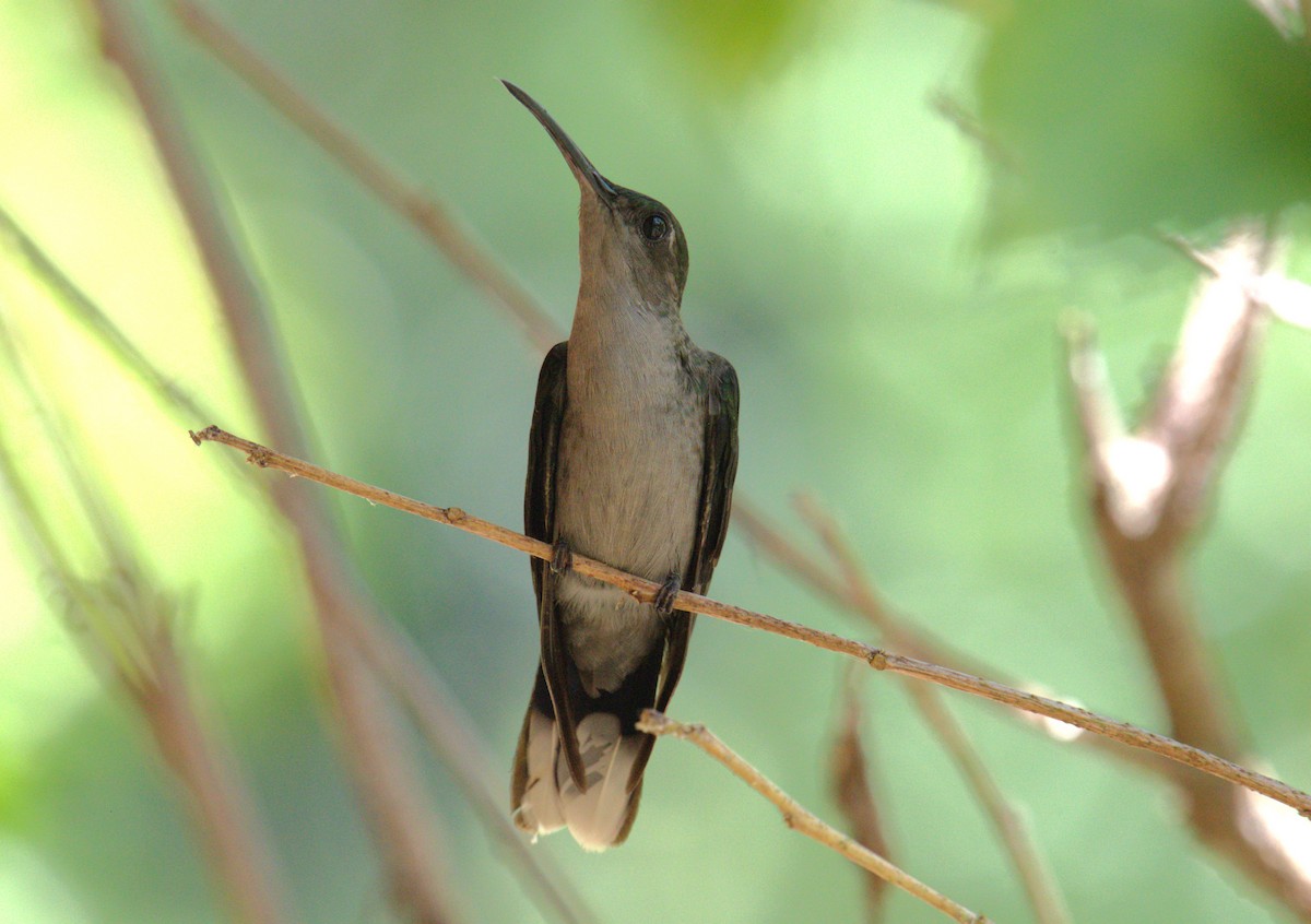 kolibřík šedoprsý - ML616746271