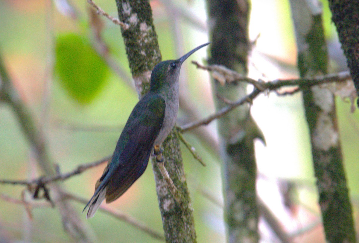 Gray-breasted Sabrewing - ML616746273