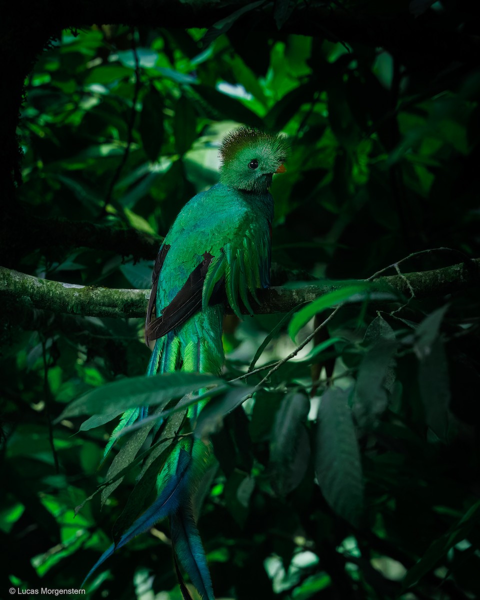 Resplendent Quetzal (Guatemalan) - ML616746281