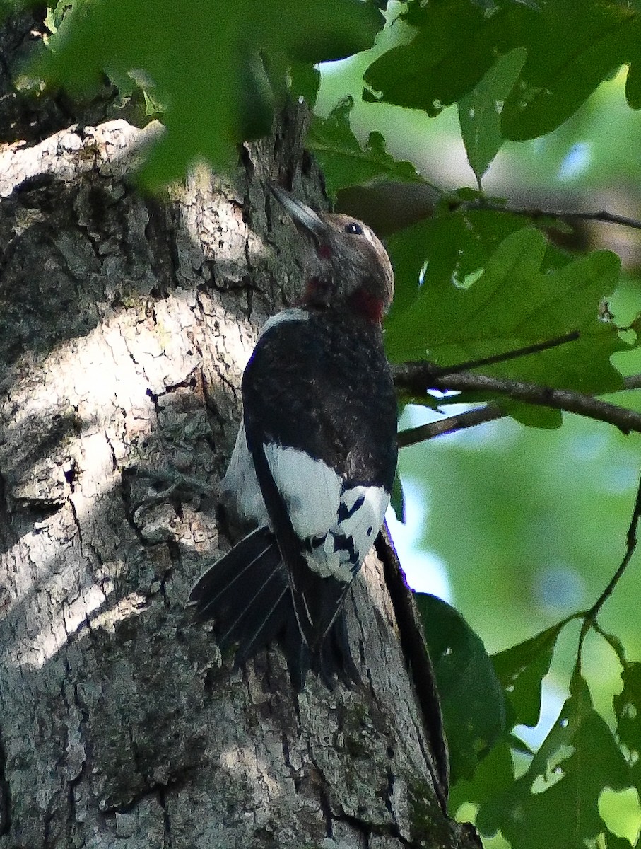 Ebird Checklist Sep Bremer Wildlife Sanctuary Species