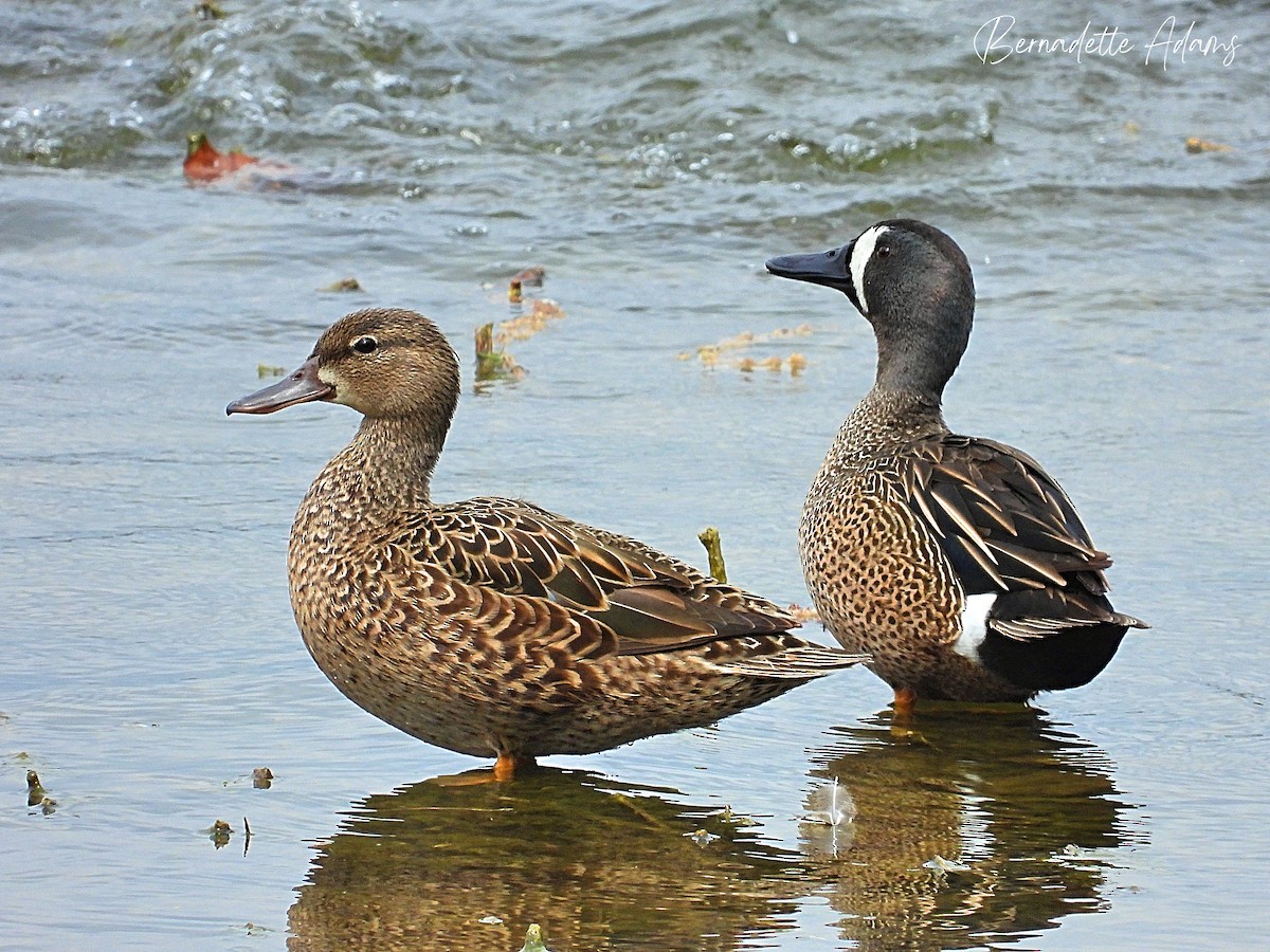 Blue-winged Teal - ML616746338