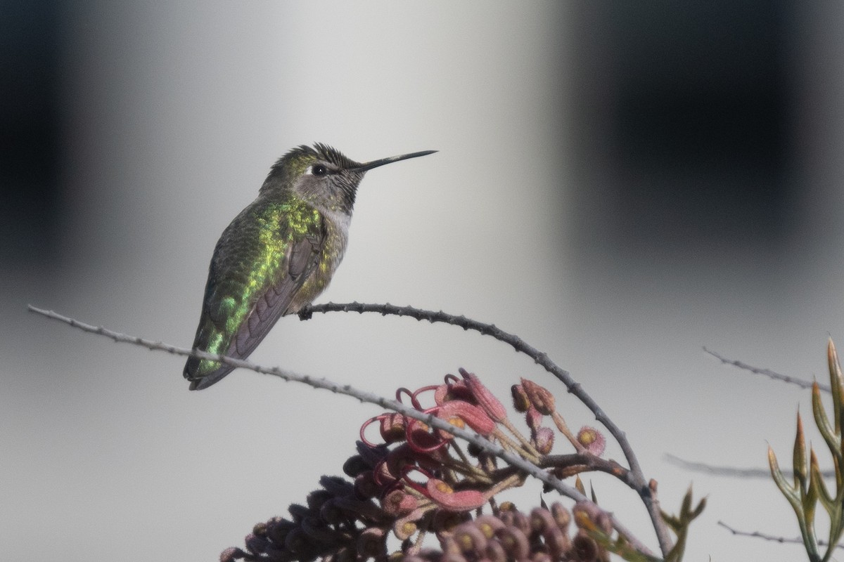 Anna's Hummingbird - ML616746506