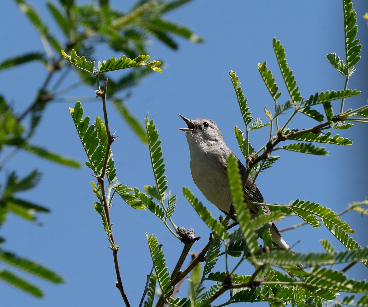 Lucy's Warbler - ML616746539