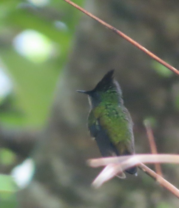 Antillean Crested Hummingbird - ML616746576
