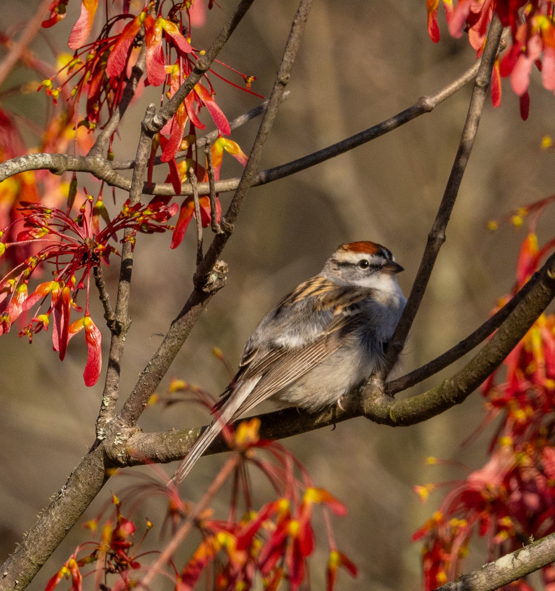Chipping Sparrow - ML616746874