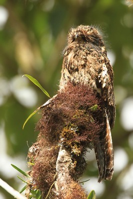 Andean Potoo - ML616746891