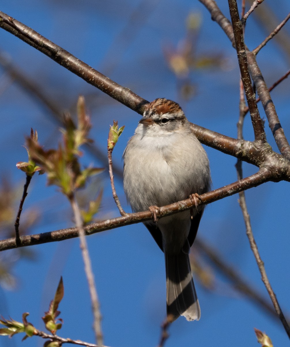 Chipping Sparrow - ML616746927