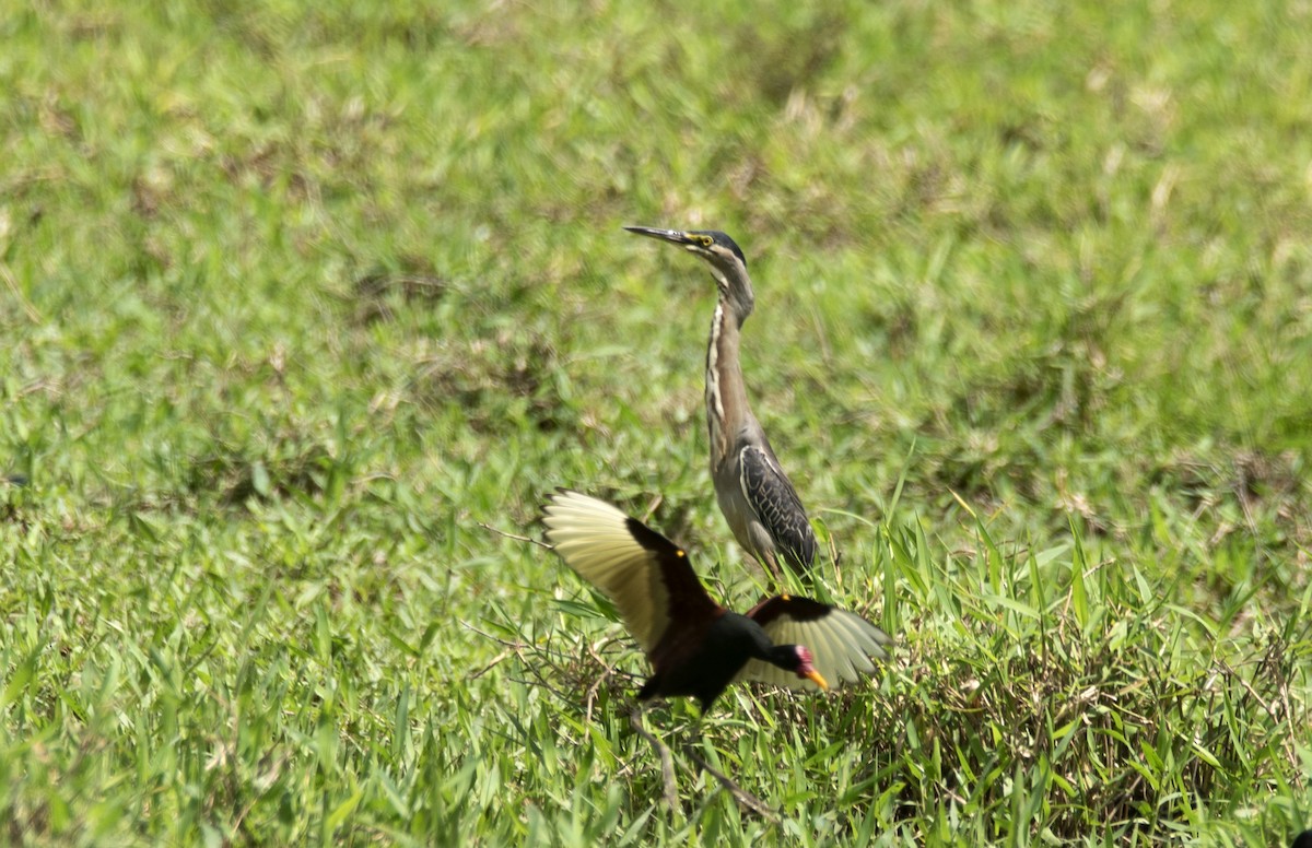 Striated Heron (South American) - ML616746940