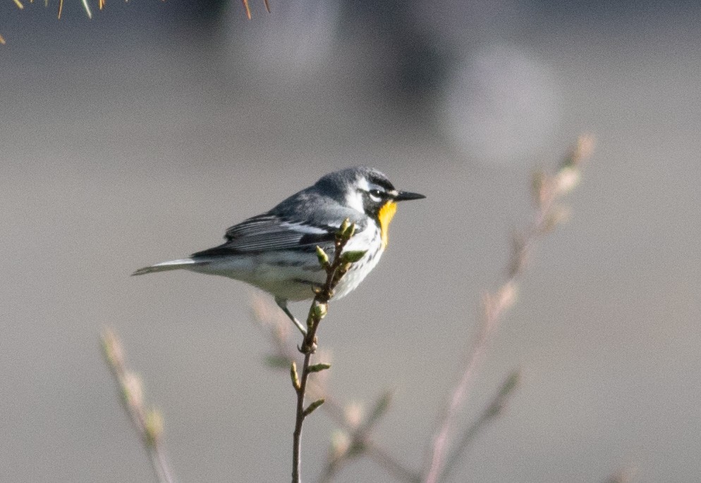 Yellow-throated Warbler - Kyle Bardwell