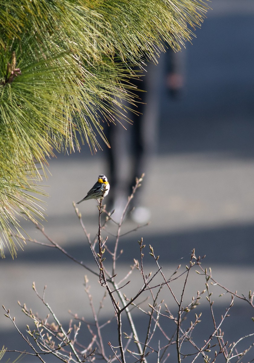 Yellow-throated Warbler - Kyle Bardwell