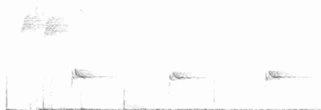 Troglodyte à poitrine blanche - ML616747394