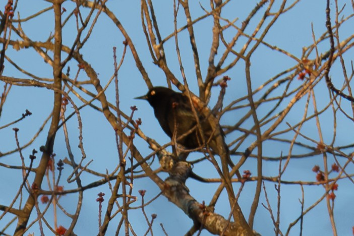 Rusty Blackbird - ML616747525
