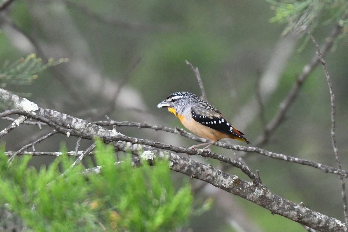 Spotted Pardalote - ML616747576