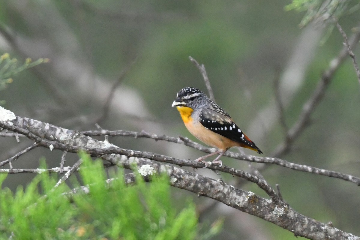 Spotted Pardalote - ML616747577