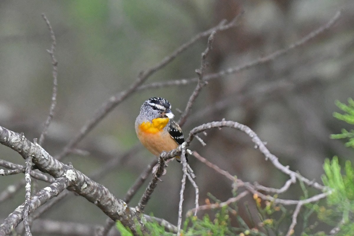 Spotted Pardalote - ML616747578