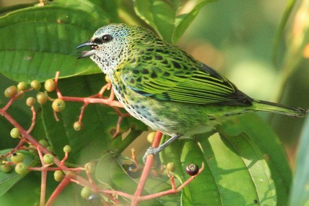 Spotted Tanager - ML616747805