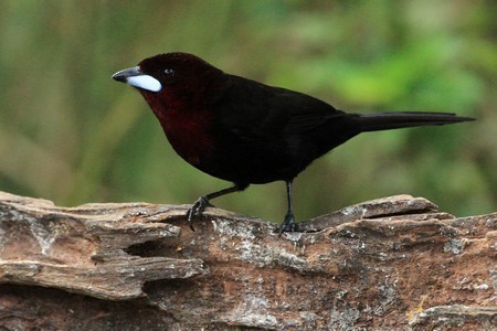 Silver-beaked Tanager - Claude Nadeau